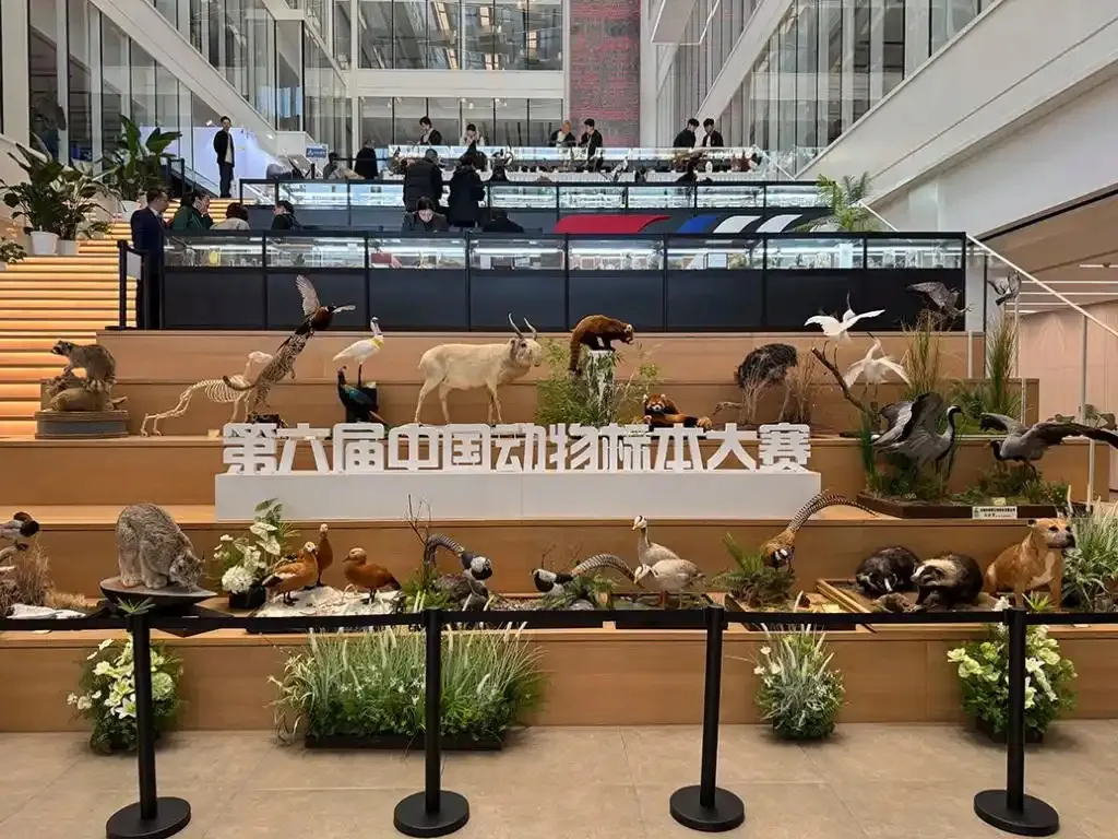 中国动物标本大赛首次在沪举办：规模创新高，舌头上的口水也活灵活现
