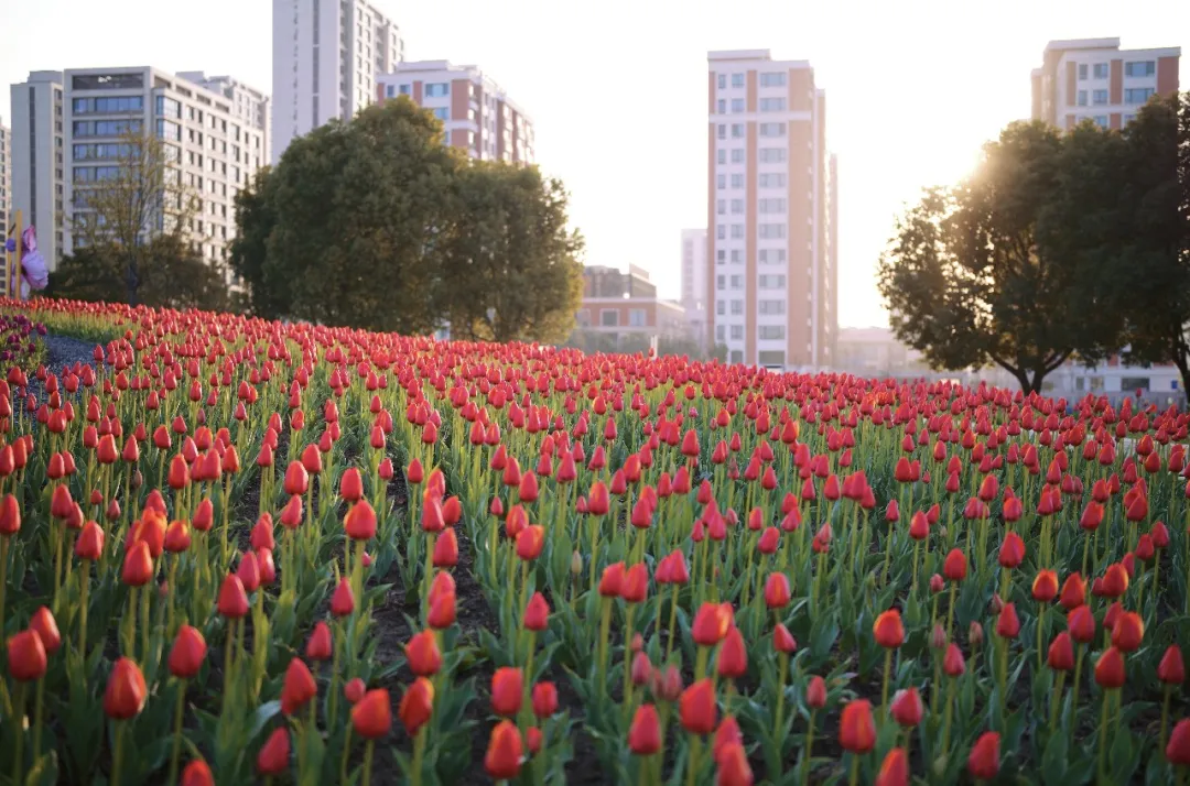 今春首个震撼之作！桃浦智创城这个超大型“莫奈花园”即将进入最佳观赏期