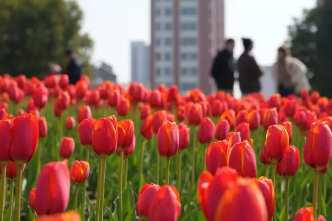 这个春天，桃浦智创城有了新模样